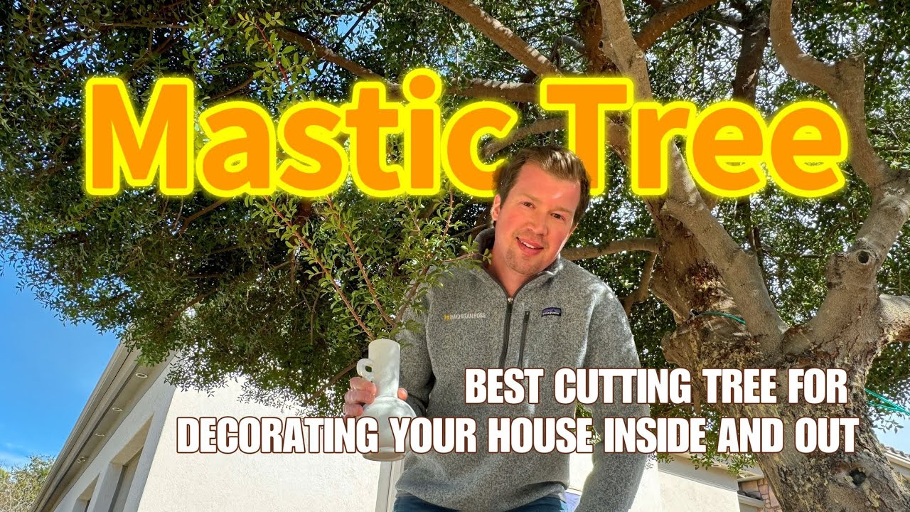 Miracle Tear (AKA Mastic Tree) - My Favorite Full Sun Ornamental Tree