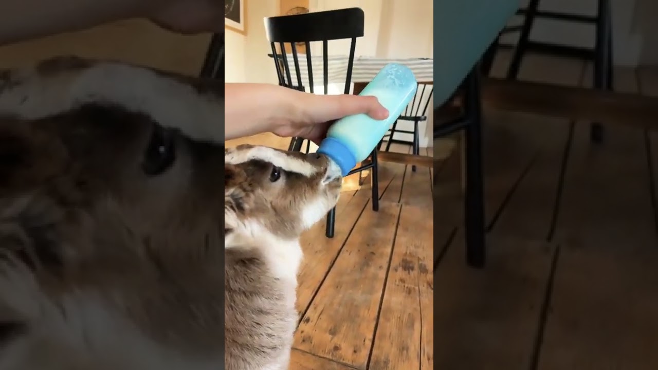 My baby goat drinking a bottle