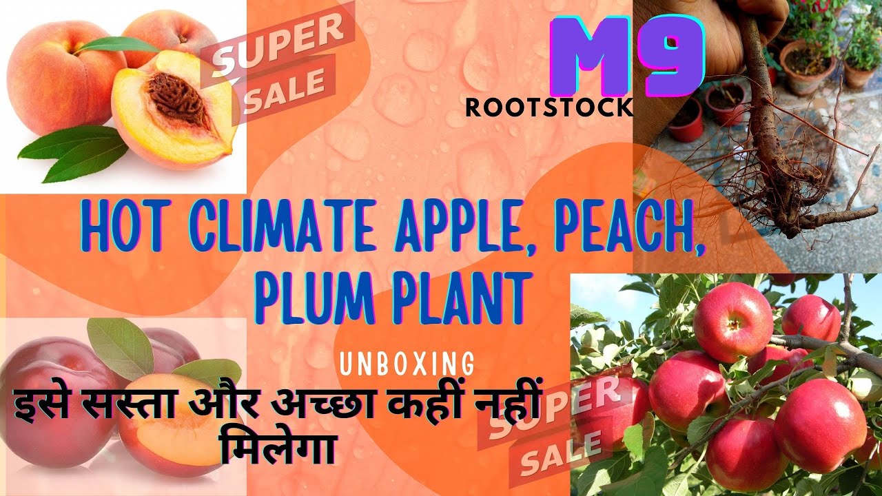 Unboxing hot climate Apple plants , Plum , peach plant