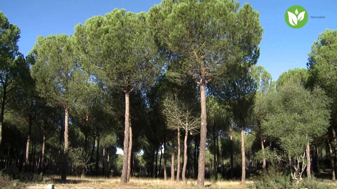 PARQUE NACIONAL DE DOÑANA