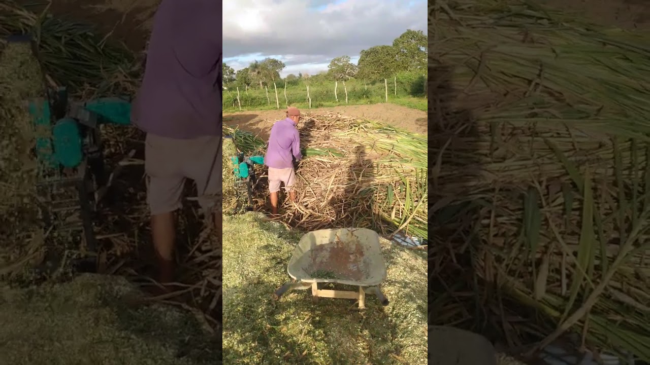 fazendo silagem de capim Açu com a emsiladeira pequena