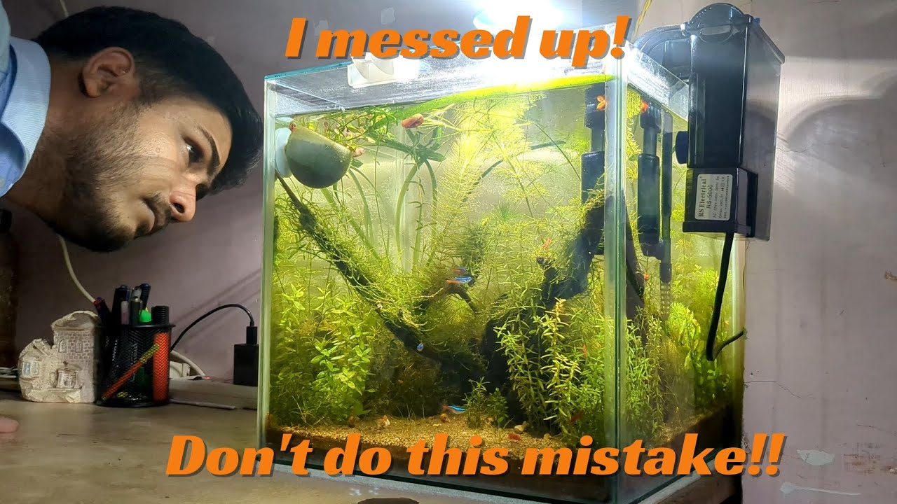 How I messed up my Shrimpscape. | Avoid these mistakes.