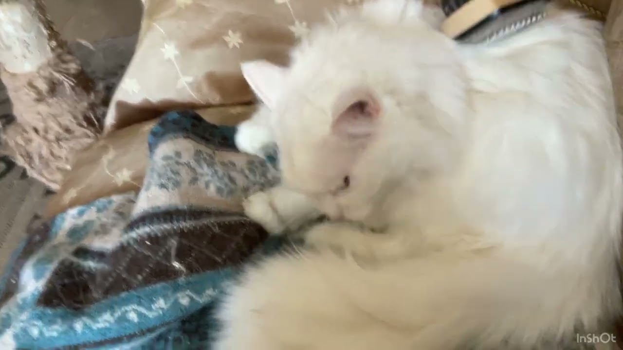 Сегодня Пушинка ровно год как живет с нами! Чудо мое белоснежное!!!котики из Днепра - 11.03,2026 