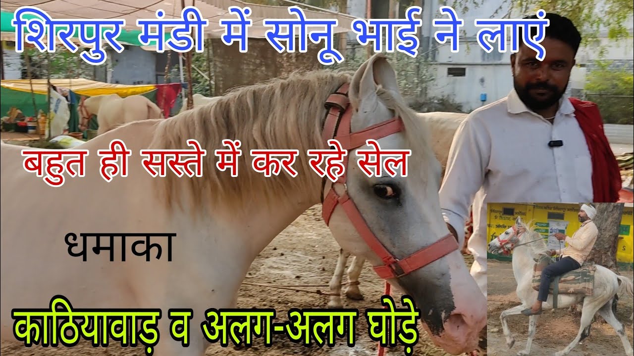 शिरपुर मंडी में घोड़े को रपटाया ओर काठियावाड़ घोड़े की जानकारी 
