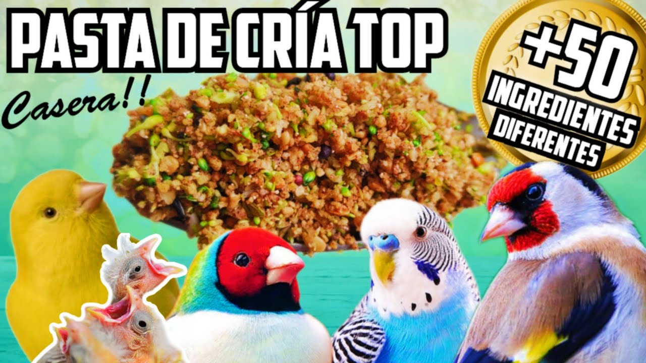 CÓMO HACER LA MEJOR PASTA DE CRÍA DEL MUNDO!! +50 Ingredientes diferentes