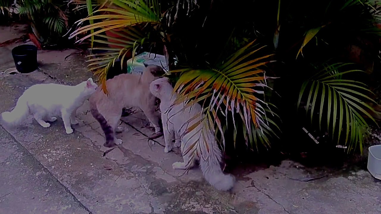 5 Greatest Cat Fights Of All Time