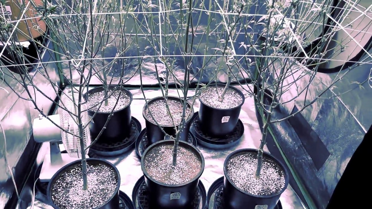 Viparspectra, North Genetics Day15 Vivosun 5x5 spacedust mrcruz