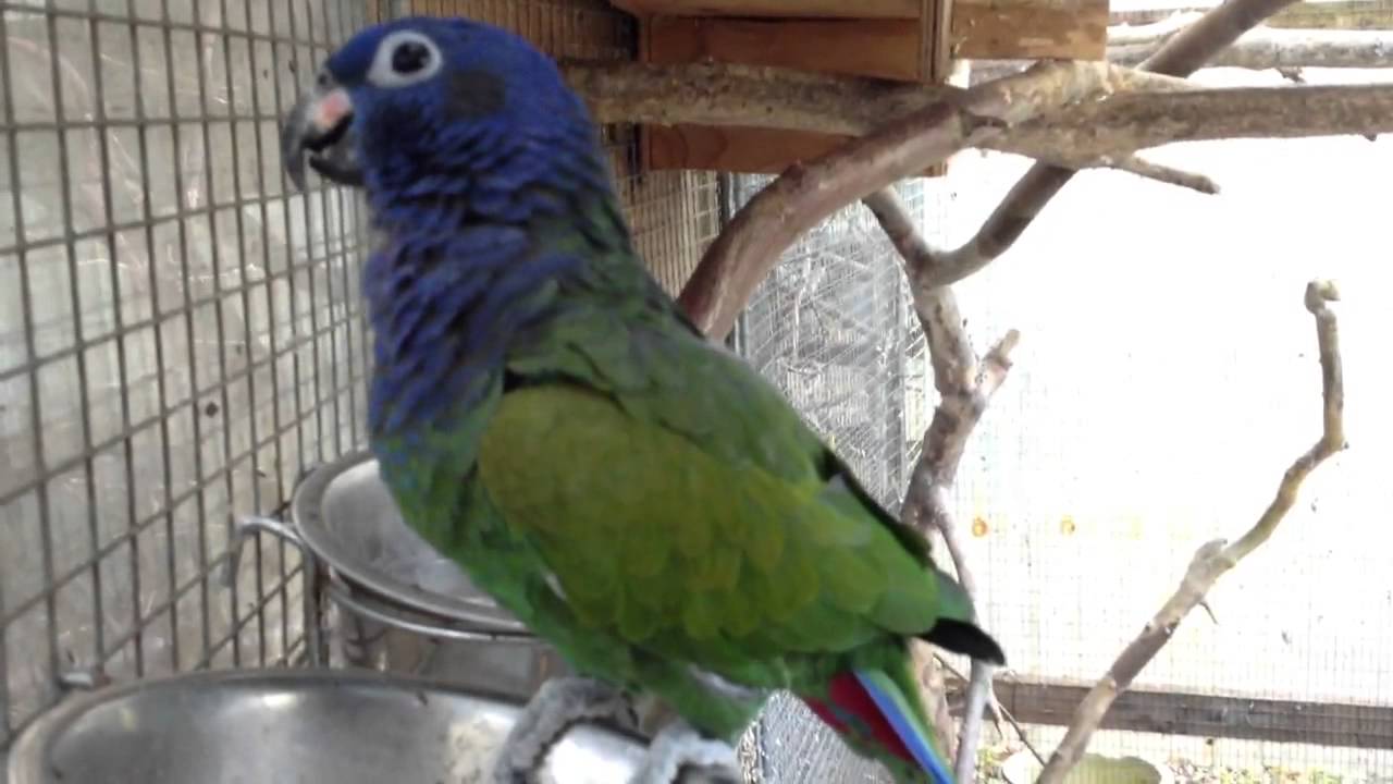 Blue Headed Pionus - Bounty talks.