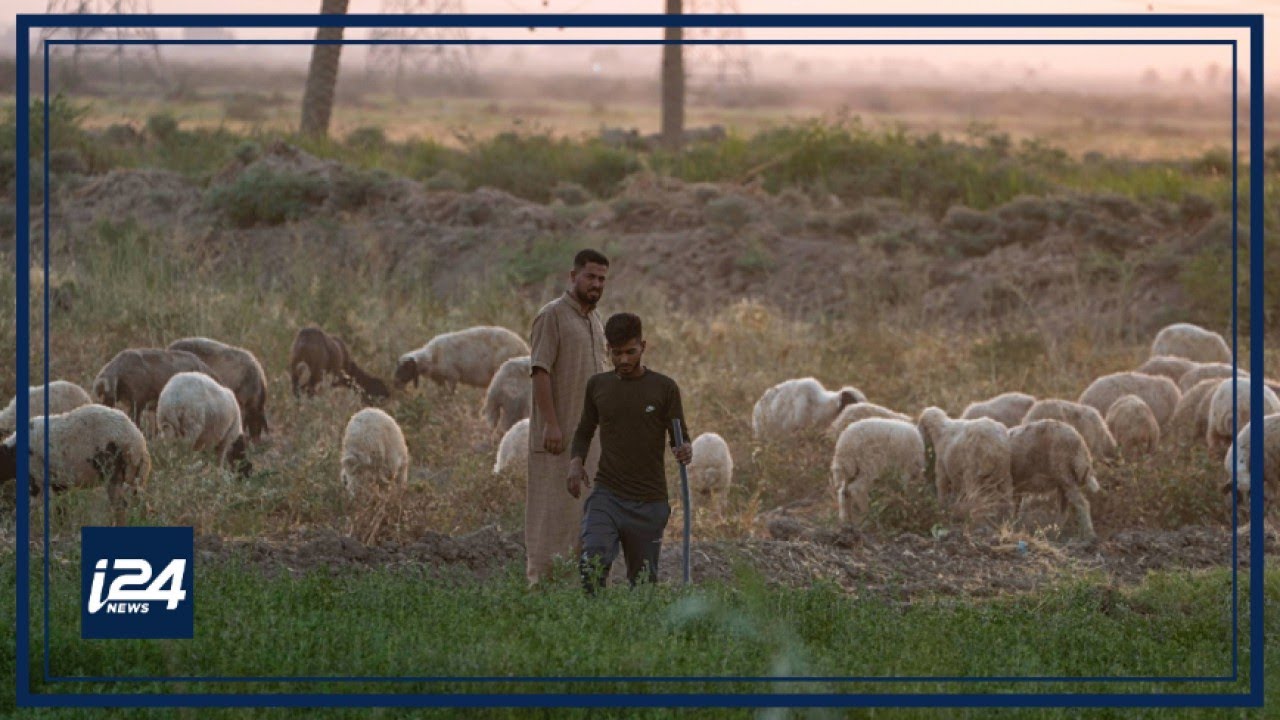 Disease infecting livestock in Northern Iraq