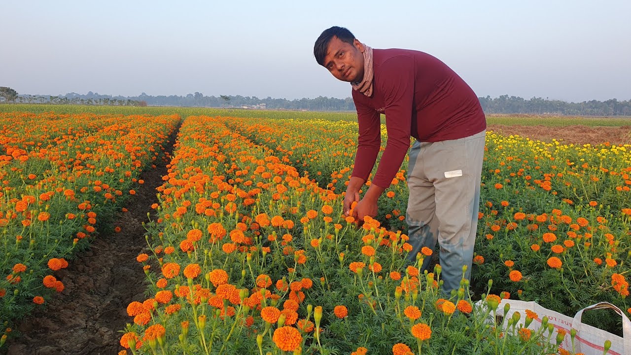 marigold flower profit// লাভ দায়ক চাষ গেঁদা ফুল চাষ //গেঁদা ফুল চাষ করে কত টাকা ইনকাম করা সম্ভব/