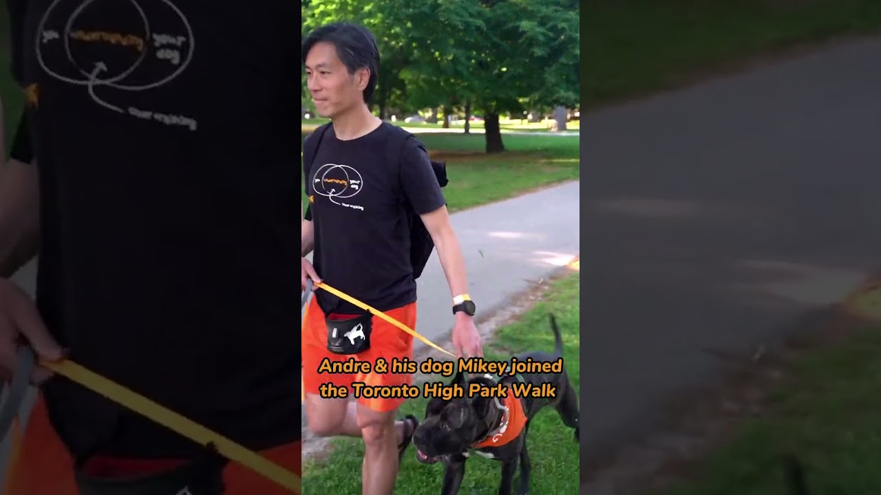 Pet Valu Walk for Dog Guides | When Hounds Fly | Dog training