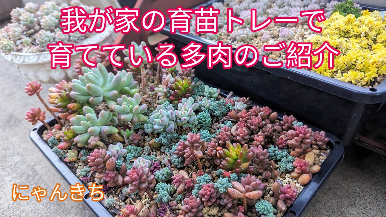 【多肉植物】我が家の育苗トレーで育てている多肉のご紹介です😊