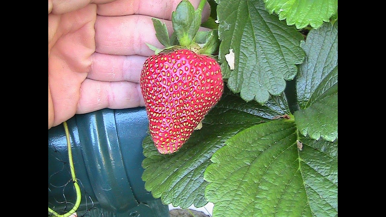 How to Grow Strawberries in Hydroponics #3 2013
