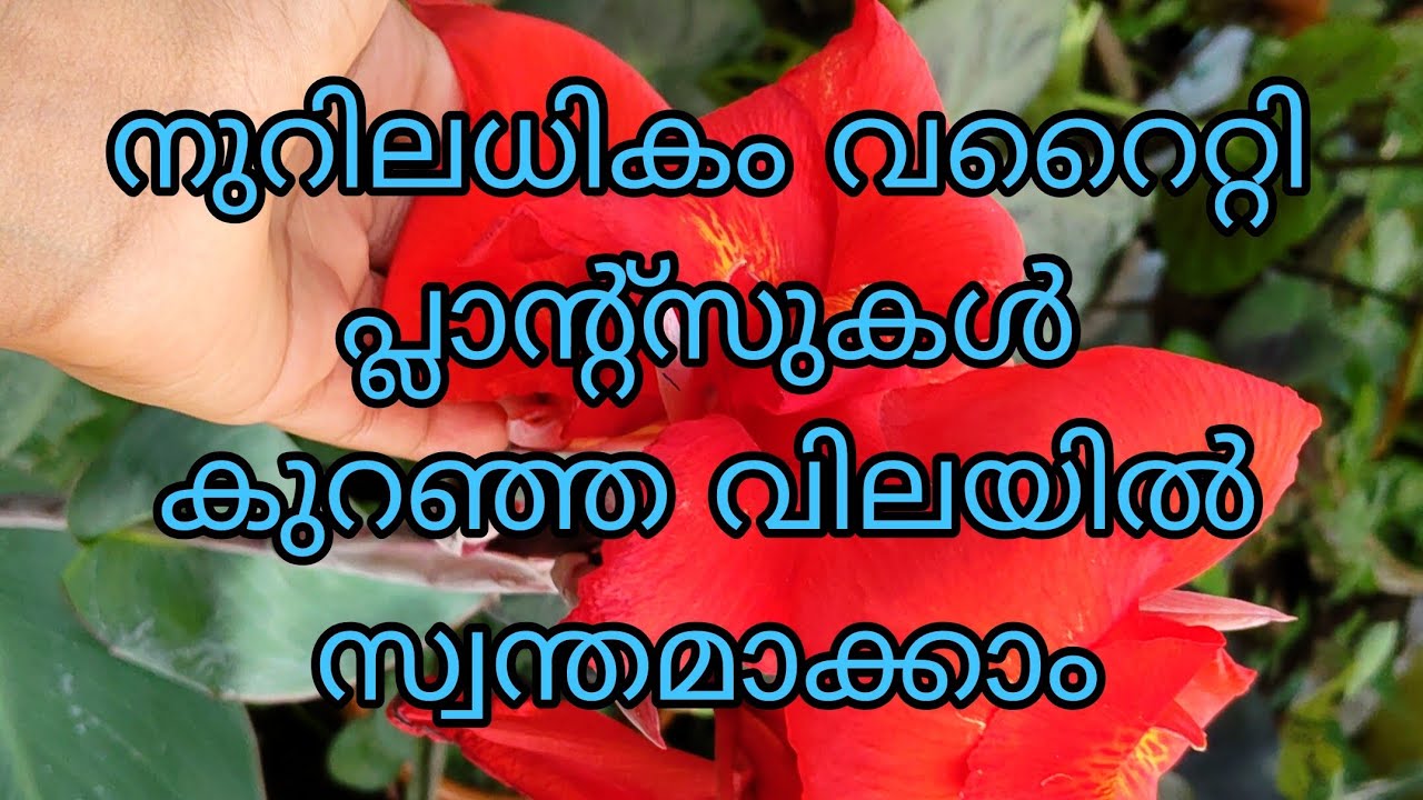 10 രൂപ മുതൽ വറൈറ്റി പ്ലാന്റ്സുകൾ കുറഞ്ഞ വിലയിൽ 😱Tasty world 