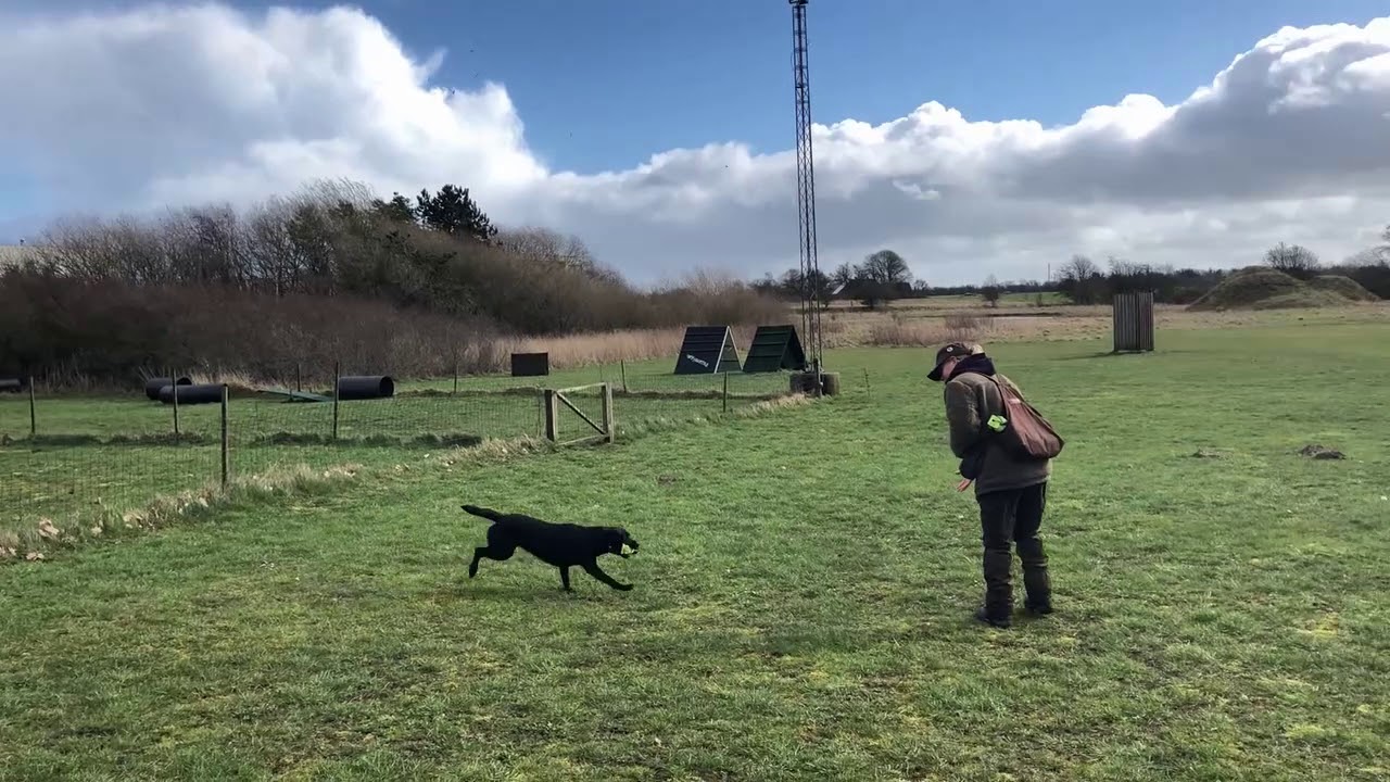 ONLINE HUNDETR&AElig;NING - positiv jagthundetr&aelig;ning. Opstart p&aring; sidedirigering med terr&aelig;nskift