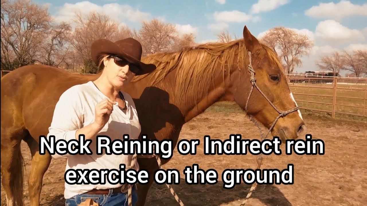 Neck Reining or Indirect rein groundwork exercise using a halter and lead rope