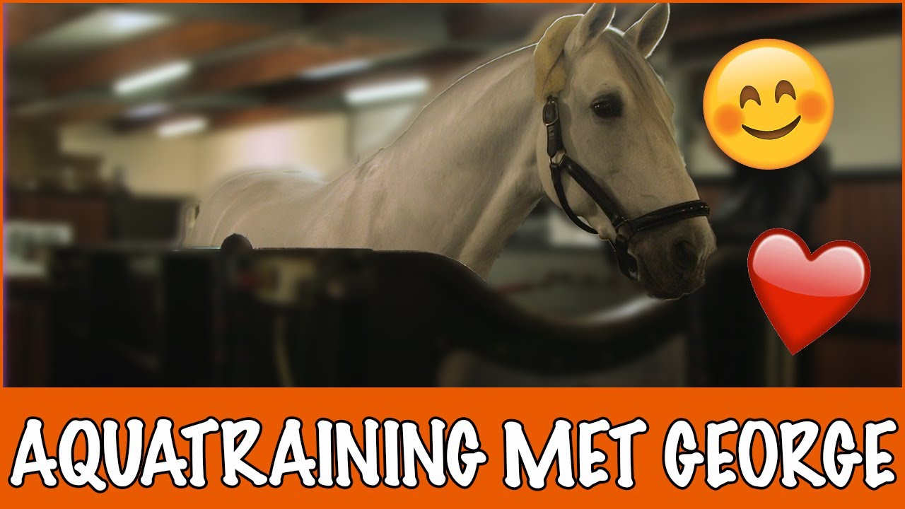 George gaat zwemmen! | PaardenpraatTV