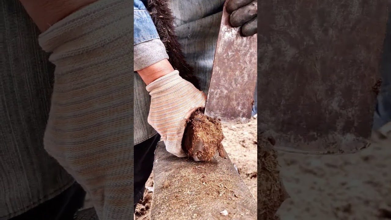 🐴 Witness the Fascinating Process of Repairing Donkey Hooves in Rural Asia! 🌾