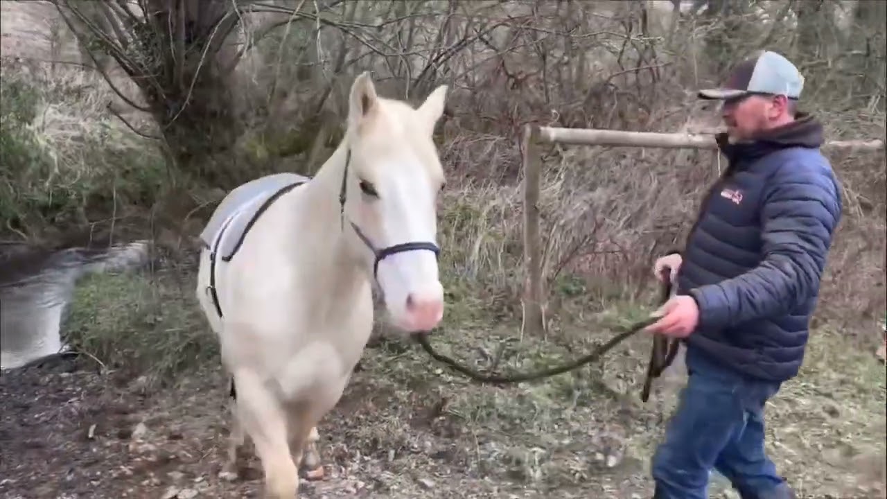 Our Progress on the new horses so far!