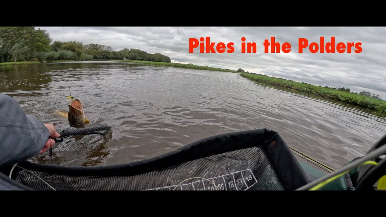 Brochets dans les polders