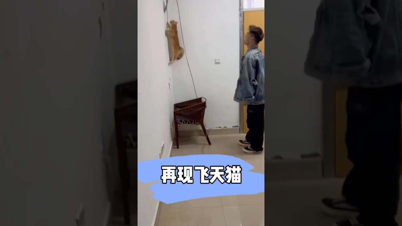 再现飞天猫 #宠小哥洗护 #春日萌宠收藏夹