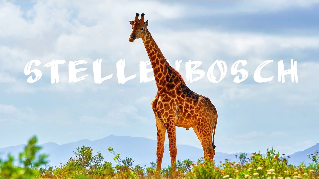 Wines of South Africa | Ep. 8 | P. 1 |  Stellenbosch wine region | Villiera, Spier and Mitre's Edge.