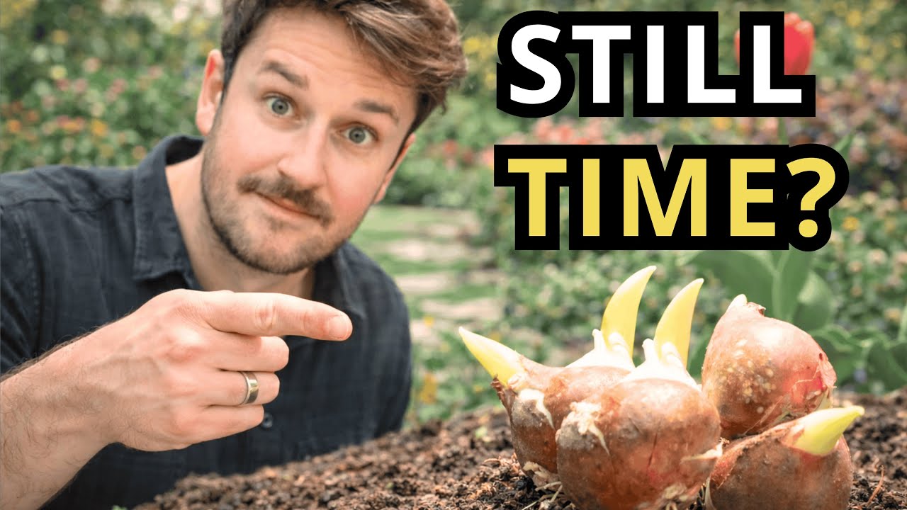 Planting Tulip Bulbs Late in the Year... Do This!