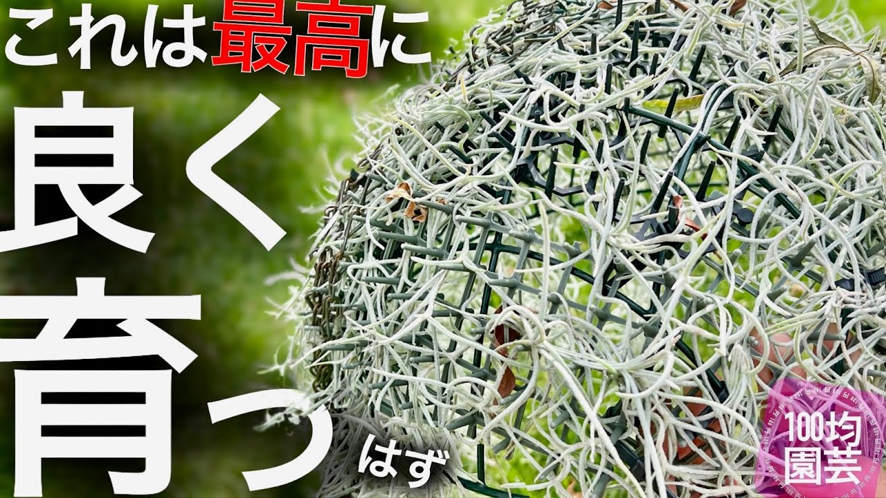 【エアプランツ攻略】ウスネオイデス枯らした
