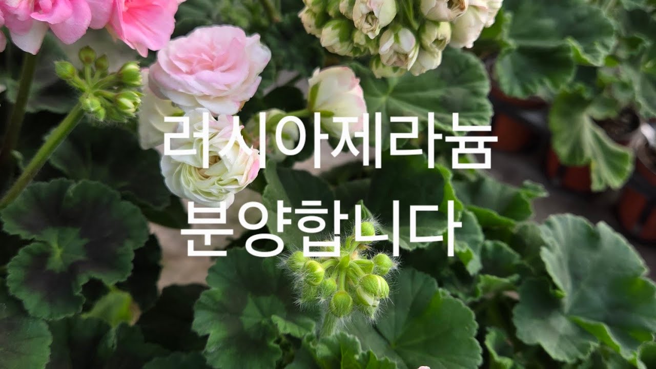 러시아제라늄 분양합니다 