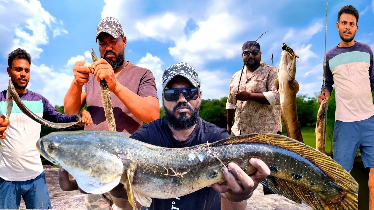 Big Snakehead Catch ||  Monster बाम Attack || राक्षस बाम || Chilwa Trap