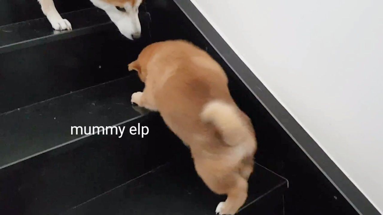 Kenzo climbing the stairs for the 1st time!