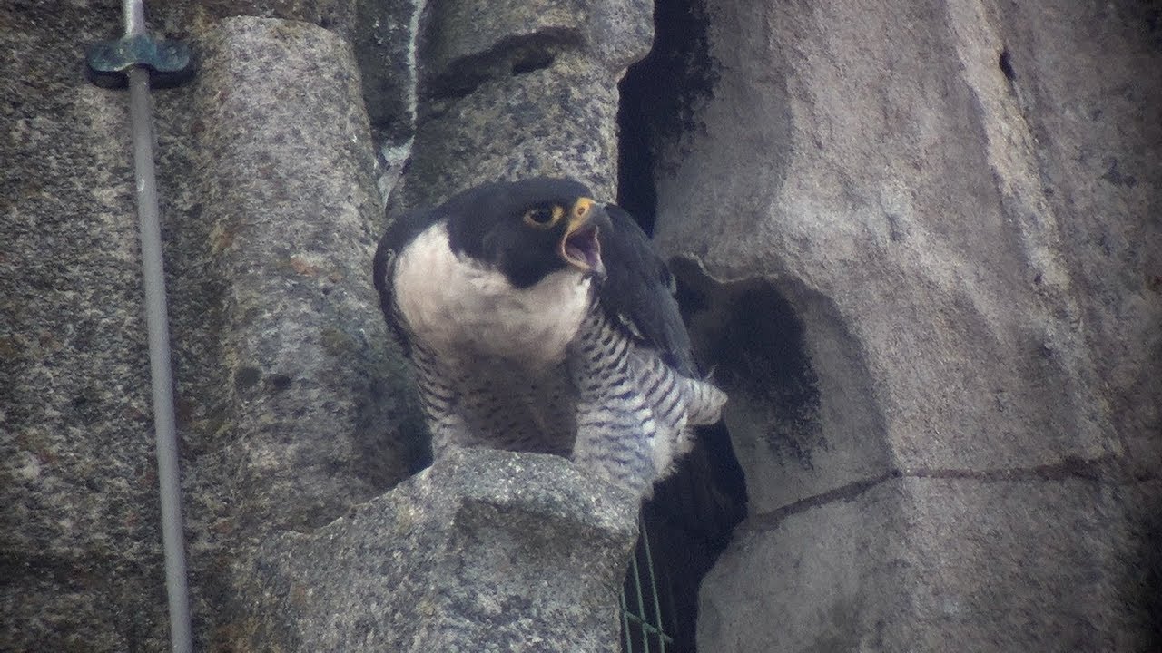 Peregrines Calling  @ Kettering - 2019-03