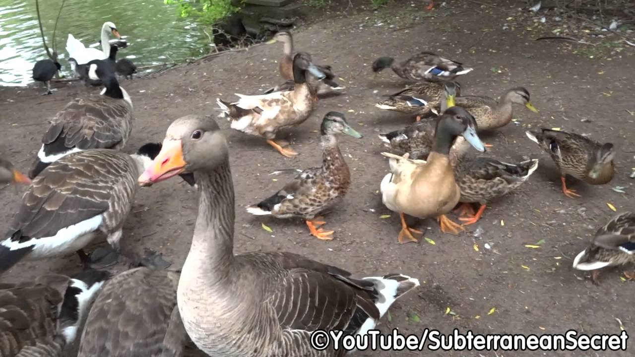 Duck, Geese and Swan Feeding Frenzy