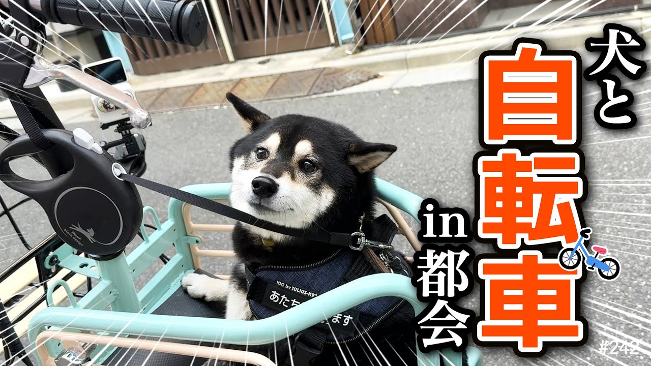 犬と乗れる自転車に試乗したら、大惨事だった。