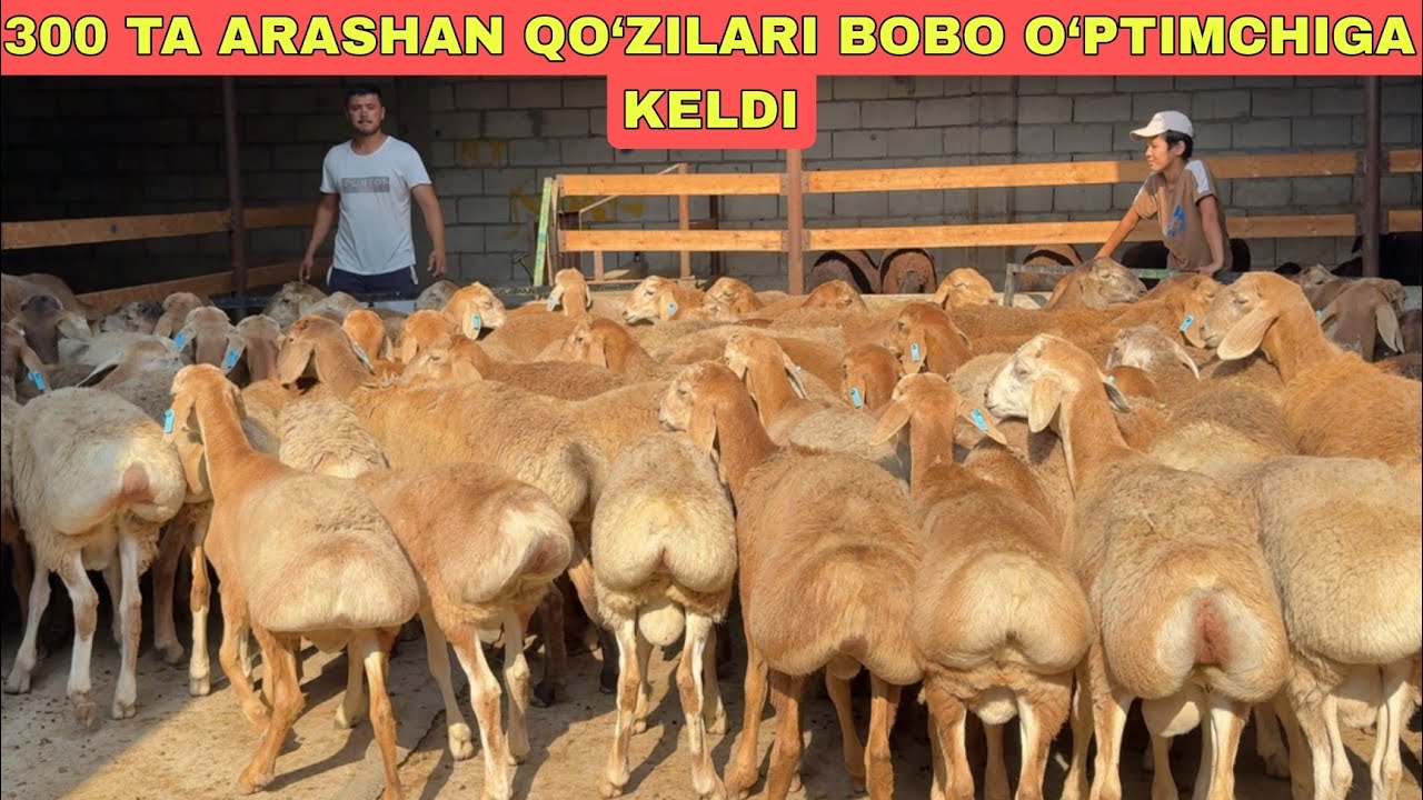 BOBO O‘PTIMCHI REKO‘RT QO‘YDI 300 TA ARASHAN VA AVG‘ON QO‘ZILAR KELDI 