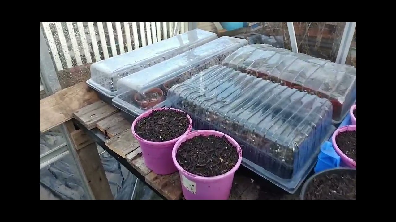A daily occurrence at my allotment. Sewing plenty of seeds and an  update 