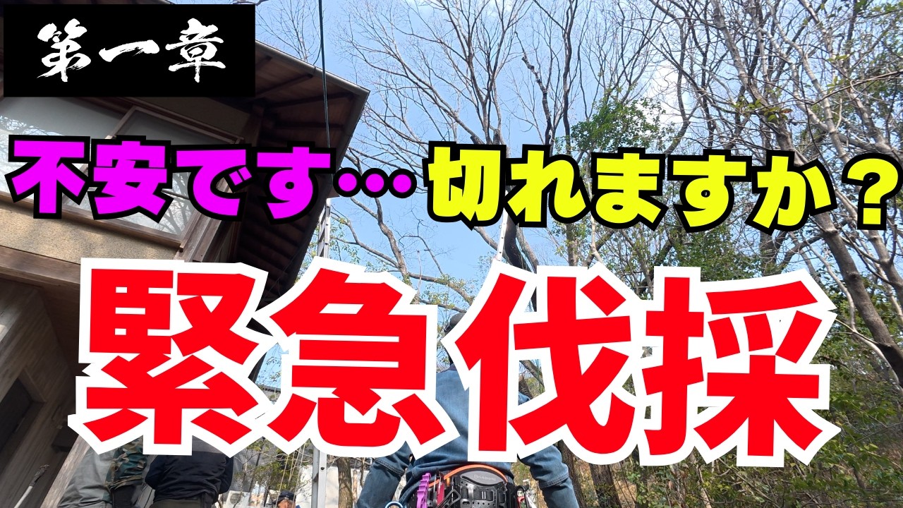 「絶対に家を傷つけない」極限の特殊伐採。重機不可の難所に挑む一級の職人技【第1章】