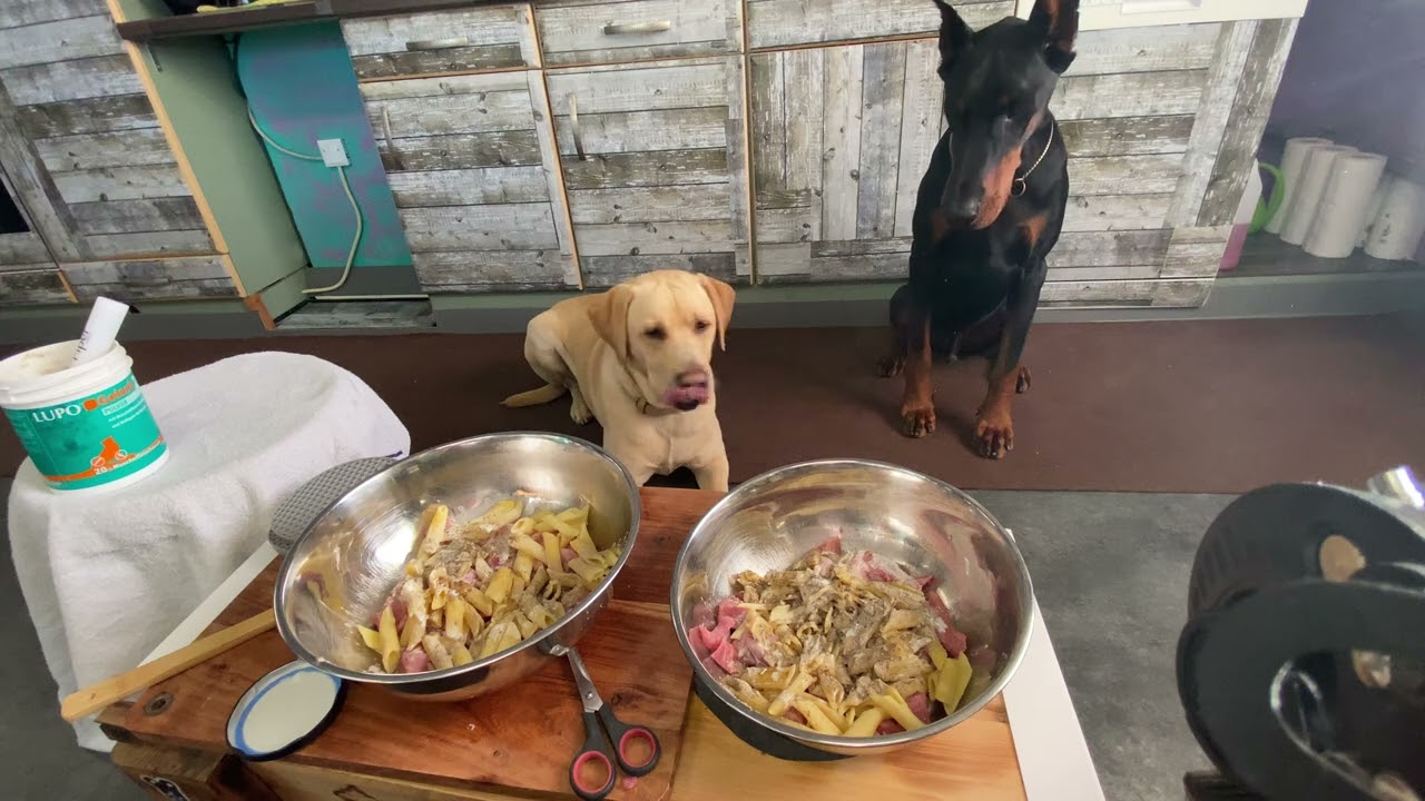 Doberman 