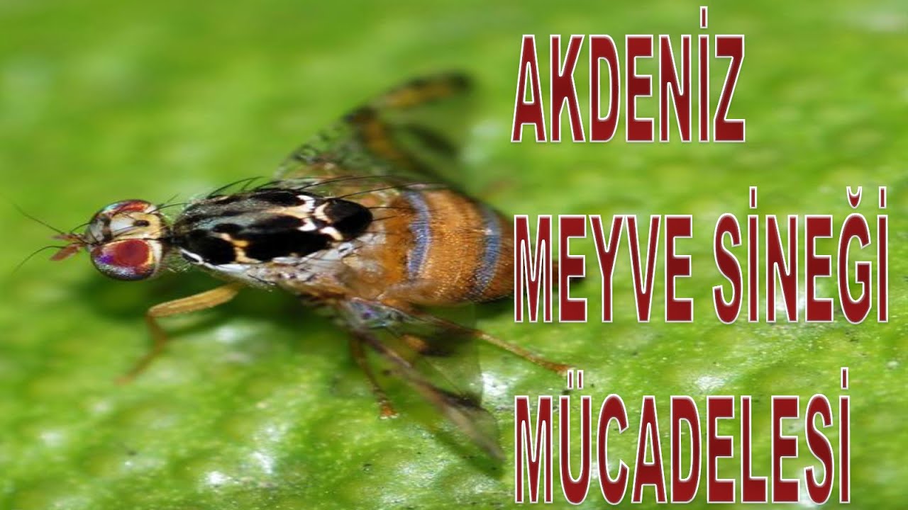 AKDENİZ MEYVE SİNEĞİ VE MÜCADELESİ