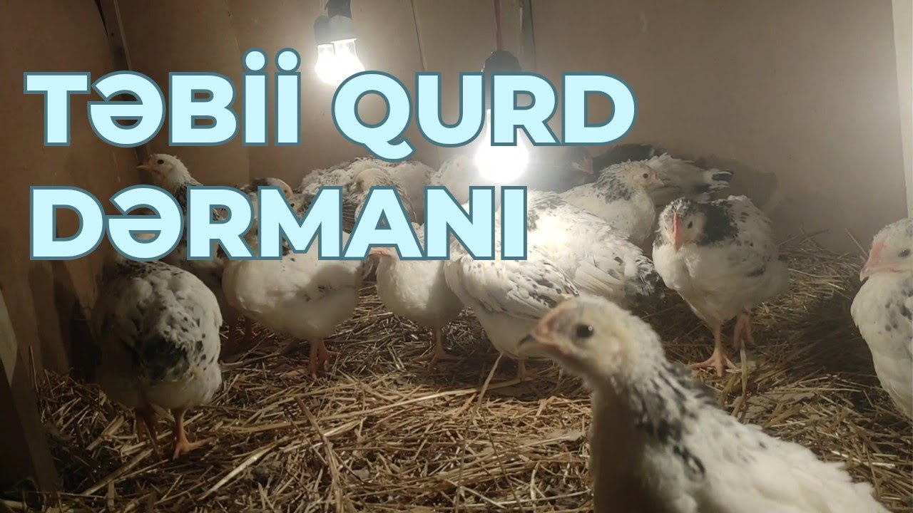 Cücələr üçün təbii dərman!