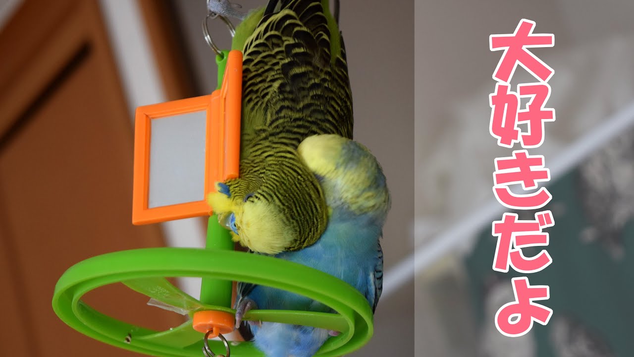 年上女子と年下男子　歳の差カップル【セキセイインコ】
