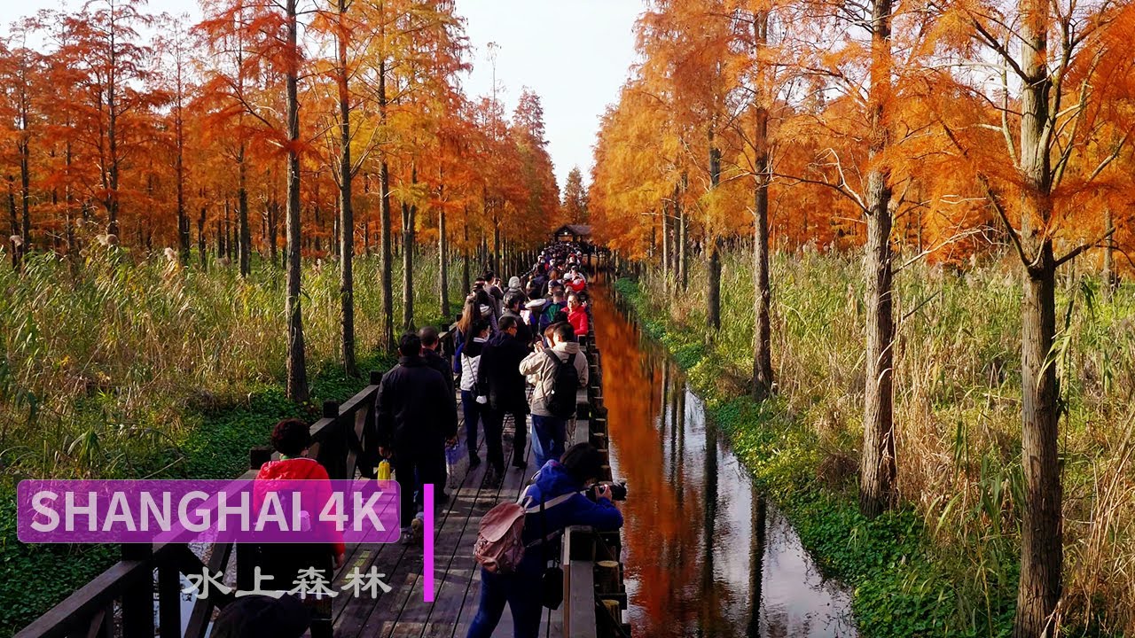 【4K】上海最美秋景|Water Forest in Shanghai, Amazing Autumn Scenery  in China|上海青西郊野公园赏秋