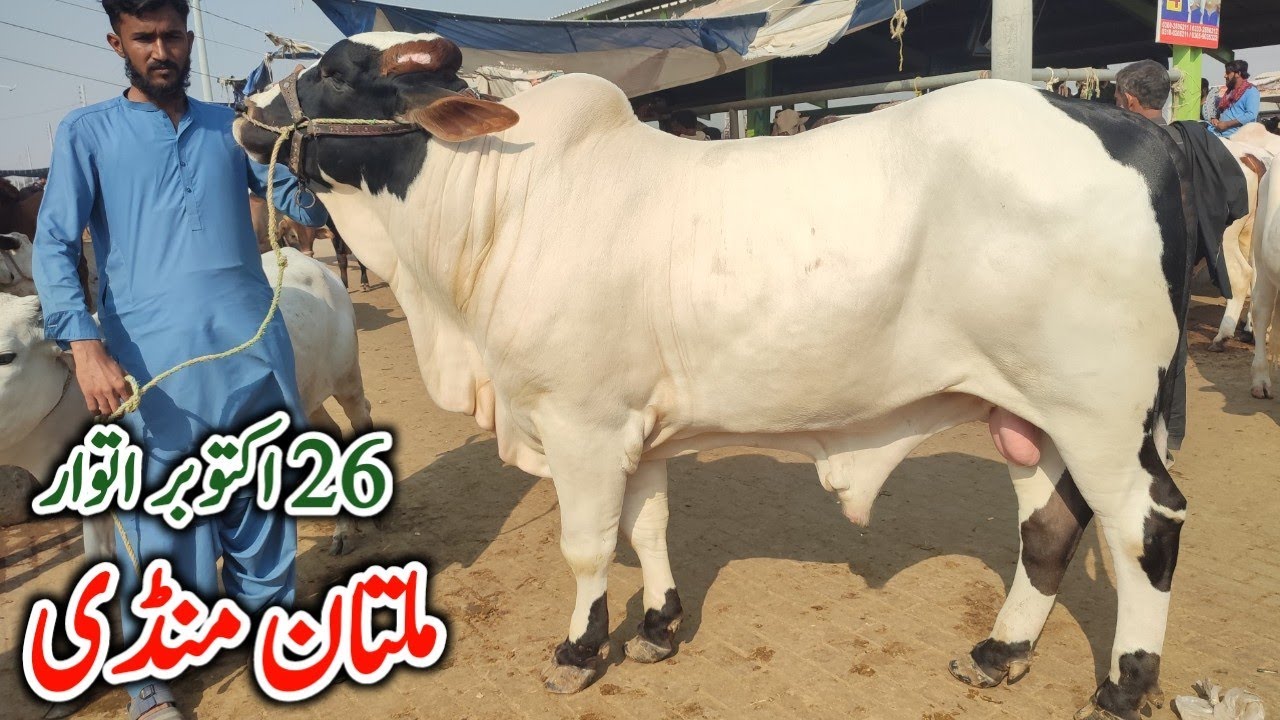 Mandion K Haalaat Boht Behtr Ho Gay 😍 26 Oct Sunday Multan Cow Mandi Fresh Rates Update