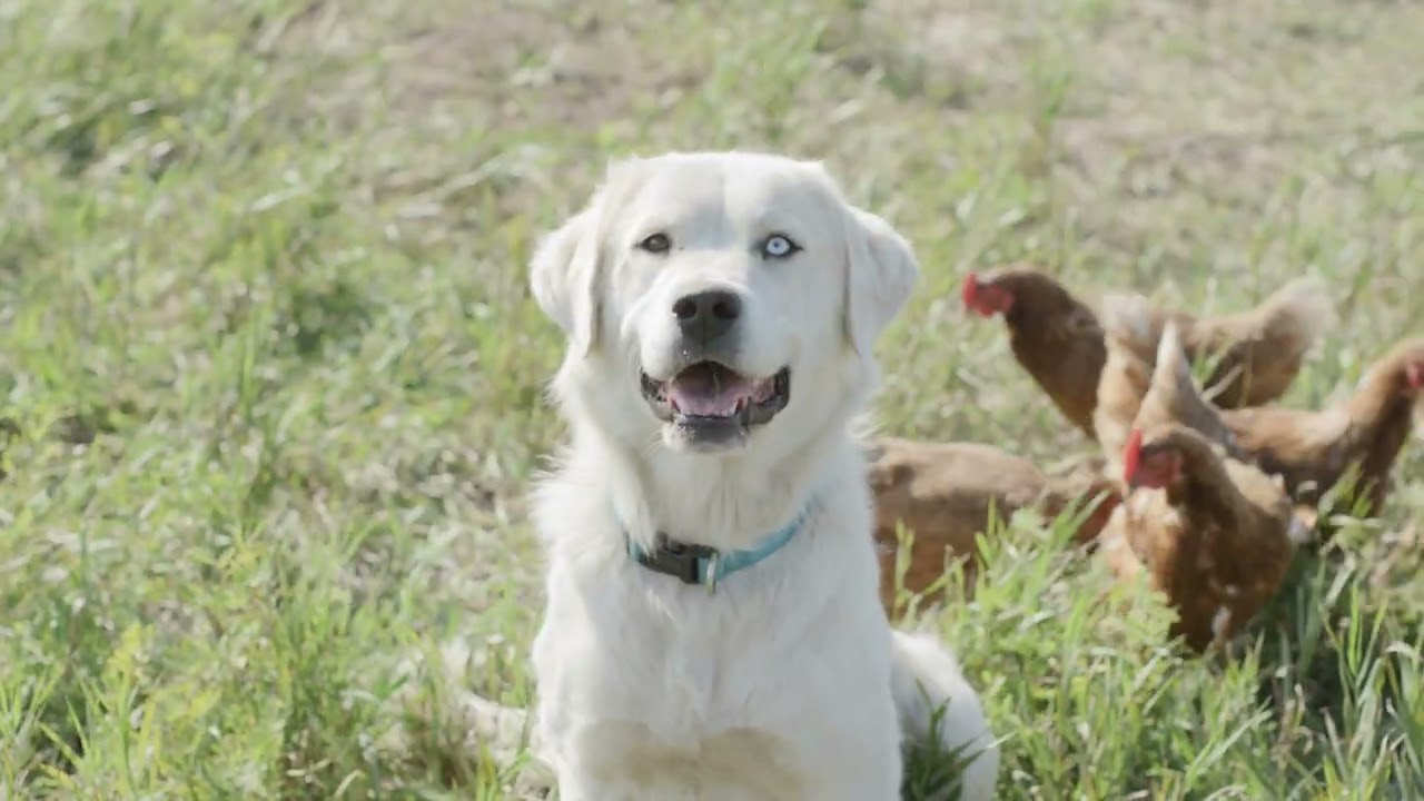 Introduction to Brown's Ranch and Nourished by Nature