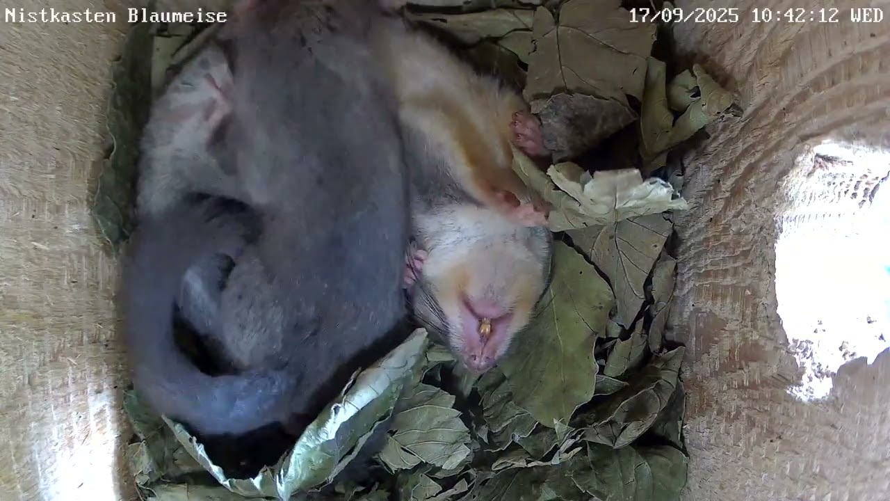 Kuschelnde Siebenschläfer im Nistkasten