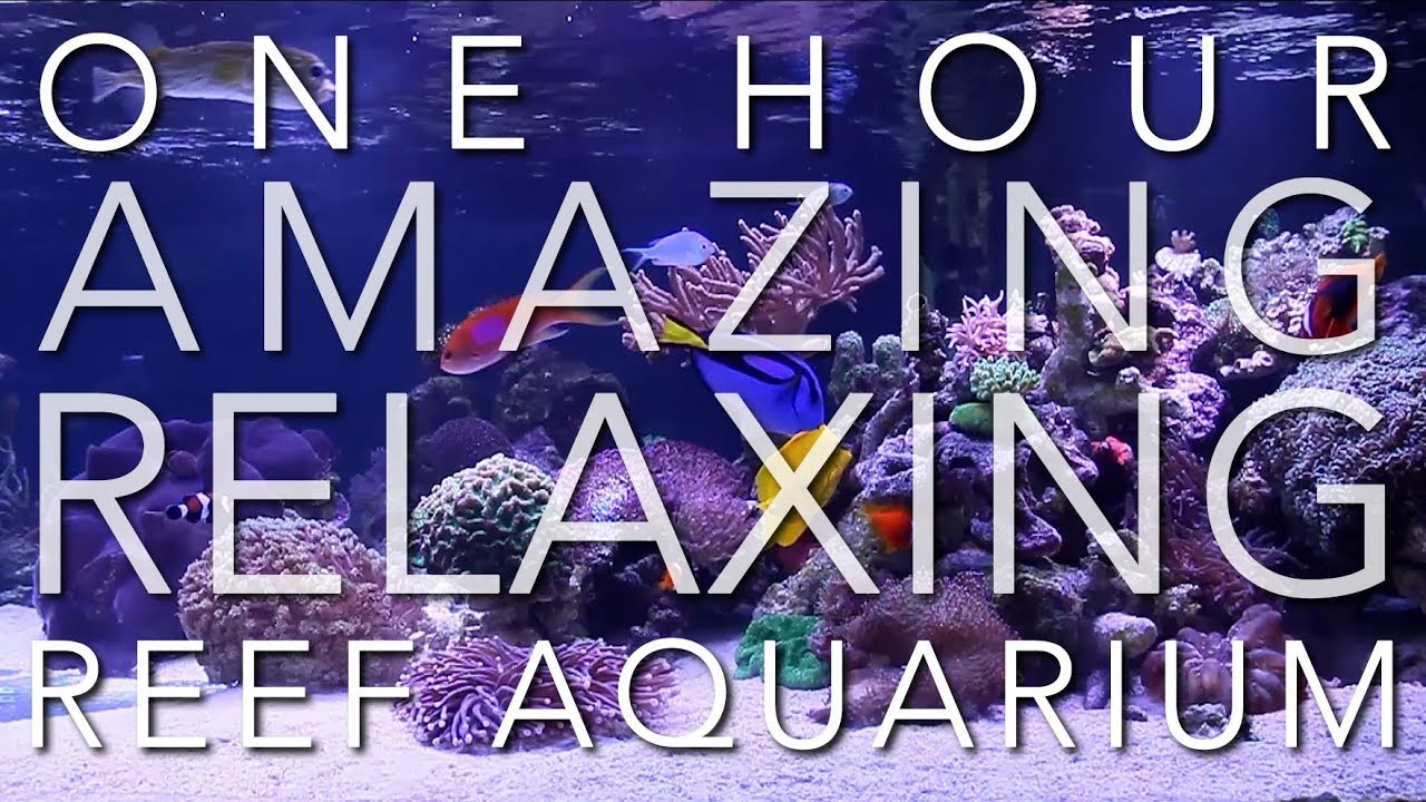 4K - 1 HOUR - REEF AQUARIUM - PERFECT CALMING RELAXATION - Meditation and Sleep Music