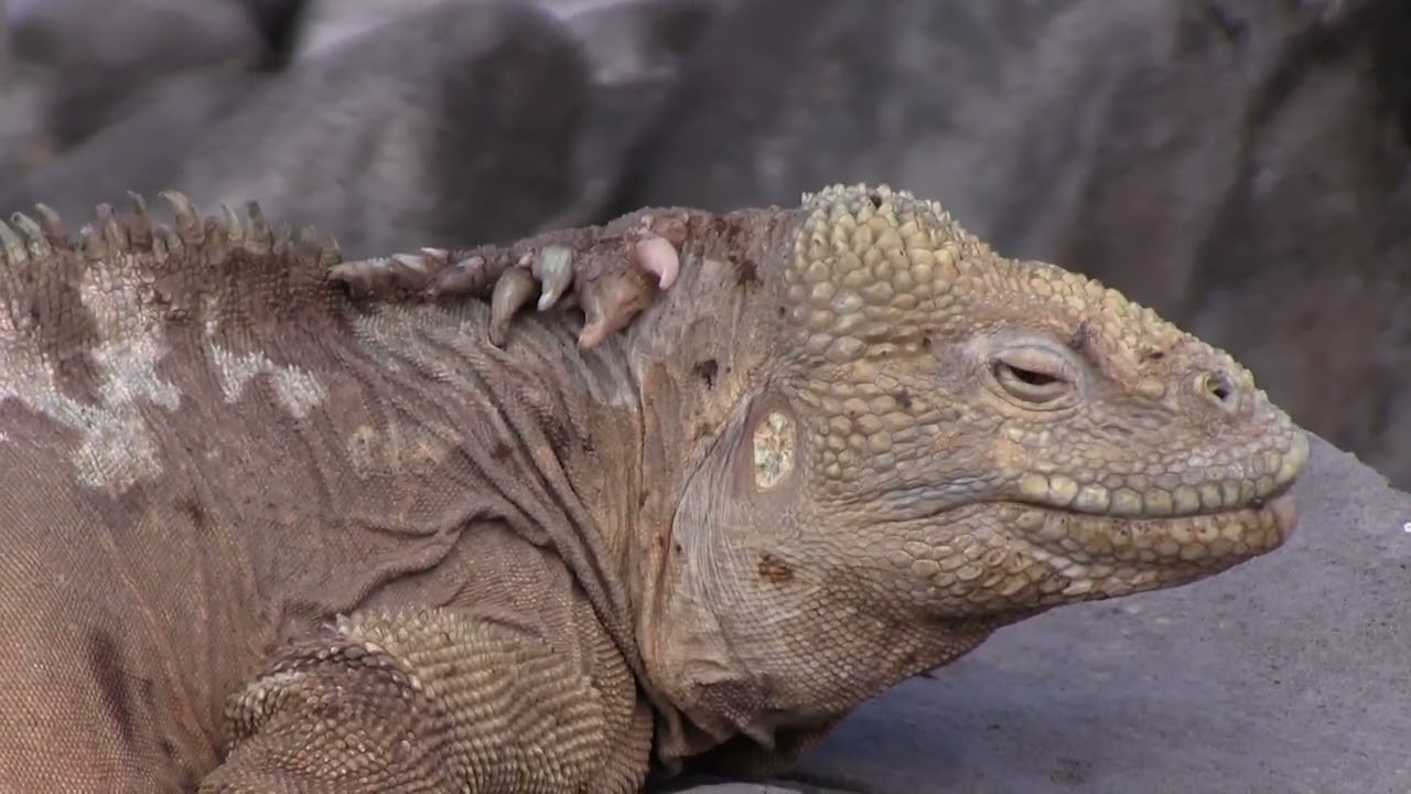 Islas Galápagos - Irma De Moor