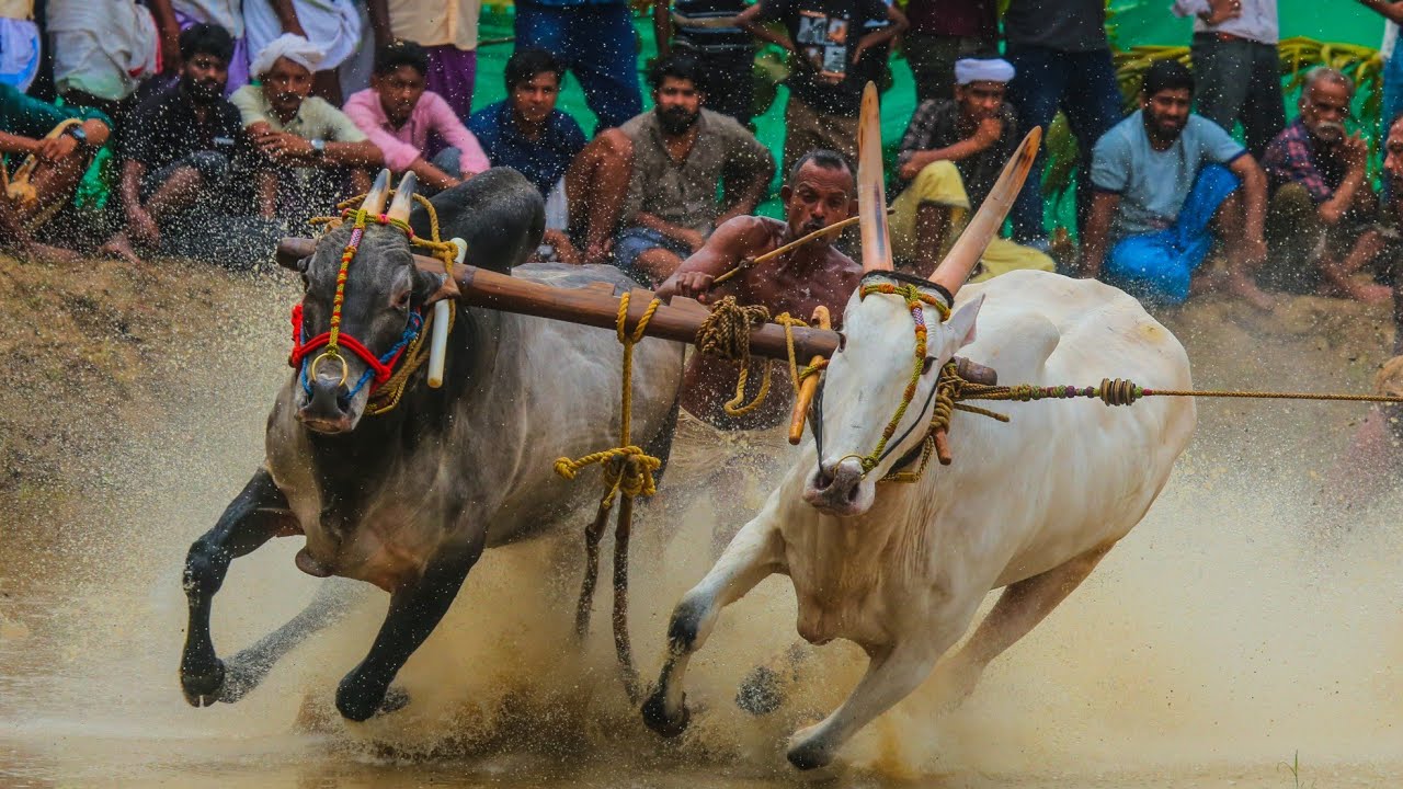 സീസണിലെ അവസാന കാളപൂട്ട് മുണ്ടയിൽ റിതുമോൻ ചാരങ്കാവ് നേടി ഫൈനൽ റൗണ്ട് കാളപൂട്ട് കാണാം [27.3.22]