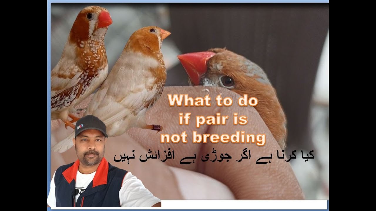 Zebra Mutation Finch birds what should we do in first if pair is not breeding | Finches | Pets
