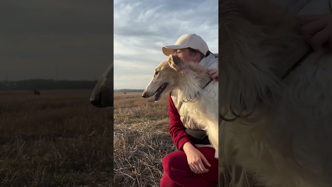 Набиваю полные карманы вкусностей для прогулок в полях с русскими псовыми борзыми #борзые #собака
